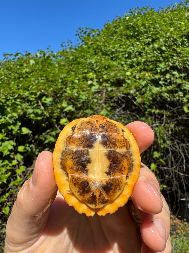 Bourret's Flowerback Box Turtle 2025