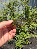 Florida Red Bellied Turtle X Peacock Slider