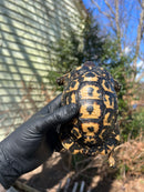 Libyan Greek Tortoise Adult Male