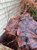 Adult Mata Mata Male