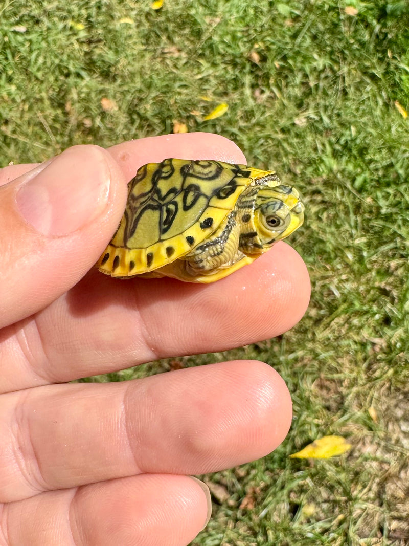 Pastel Clown Yellow Bellied Turtle 2024 (Trachemys scripta)