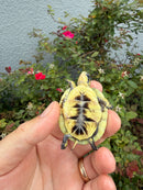 HI YELLOW Florida Box Turtle