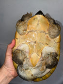 Mexican Giant Musk Adult Male