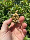 HI YELLOW Florida Box Turtle