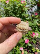 Albino Florida Snapping Turtle 2026