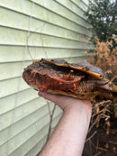 Adult Mata Mata Male