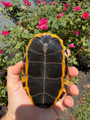 Twist-necked Turtle LTC Female