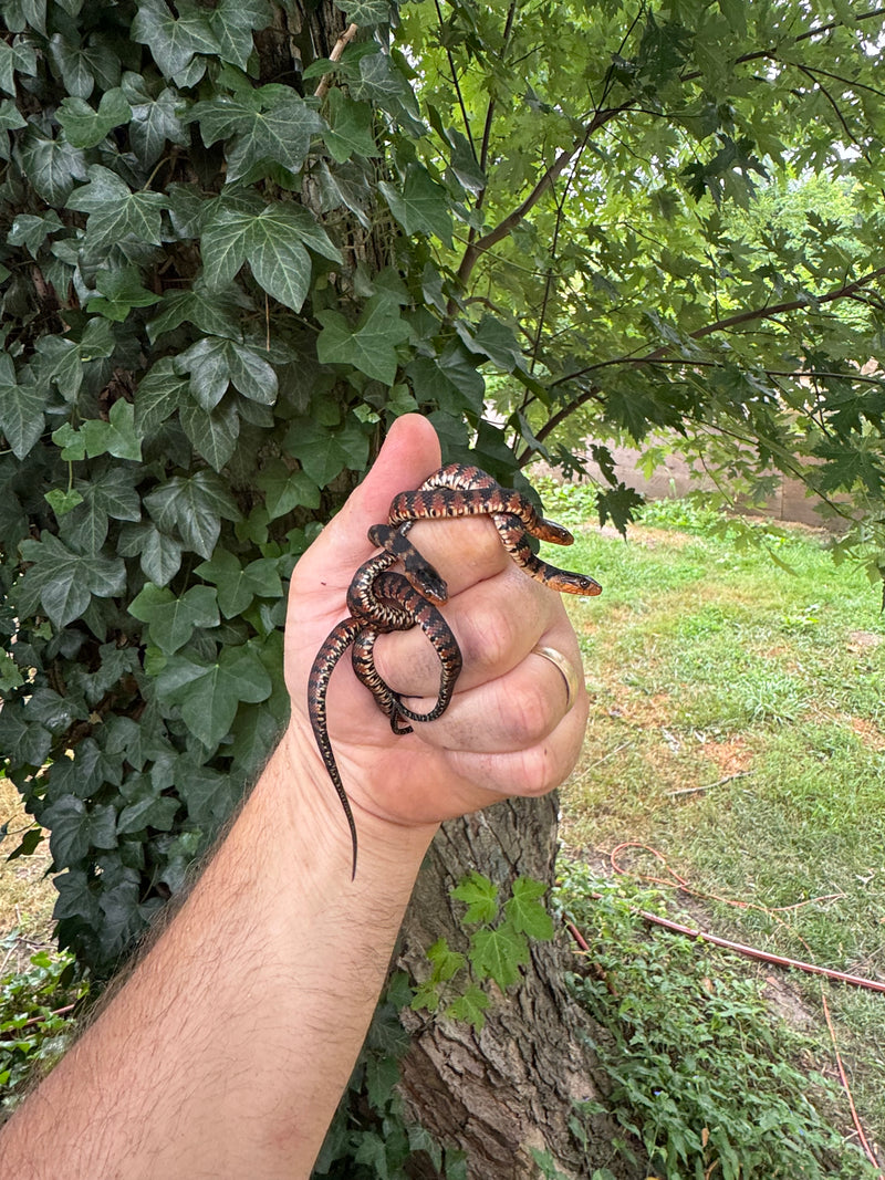 Broad Banded Water Snake CB Babies (CLUTCH