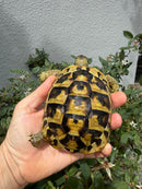 Eastern Hermann's Tortoise Adult Female