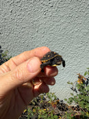 Hi Color Eastern Box Turtle Baby