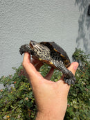 Concentric Diamondback Terrapin Adult Female
