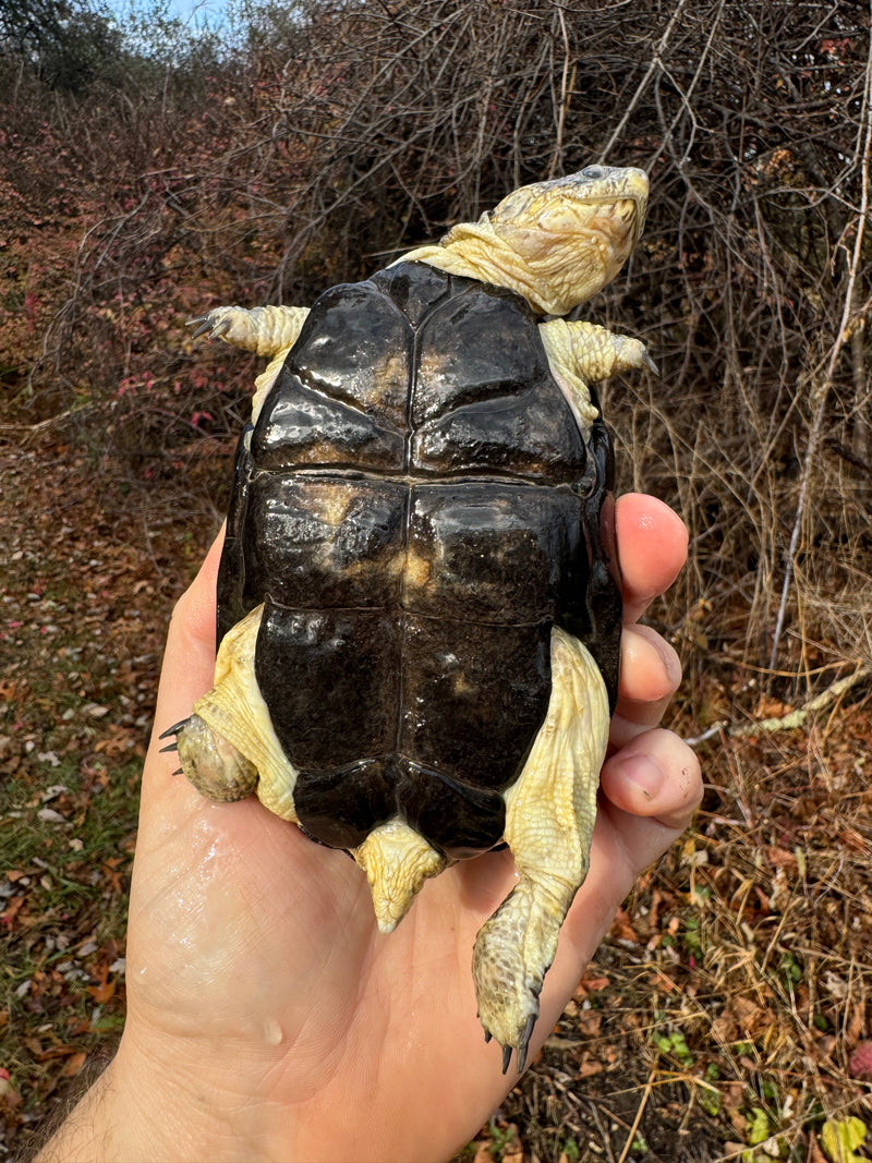 African Dwarf Mud Turtle Adult Female