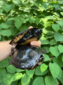 Black Marsh Turtle Adult Pair