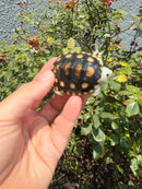 Ornate Diamondback Terrapin Female