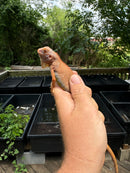 Crimson Red Albino Green Iguana 2024