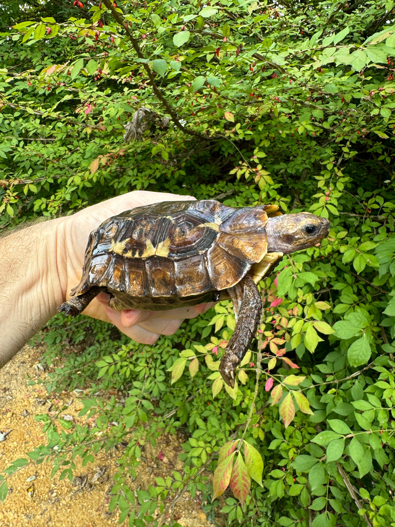 Homes Hinge-back Tortoise Female