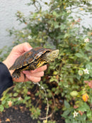 Spanish Pond Turtle Adullt Pair