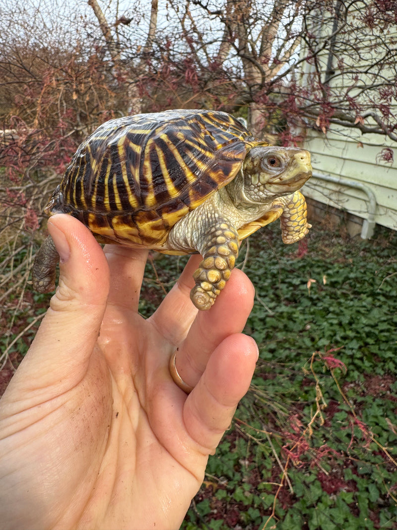 Desert Box Turtle Adult Female CB