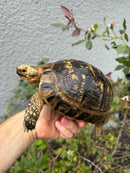 Mesopotamian Greek Tortoise Adult Female