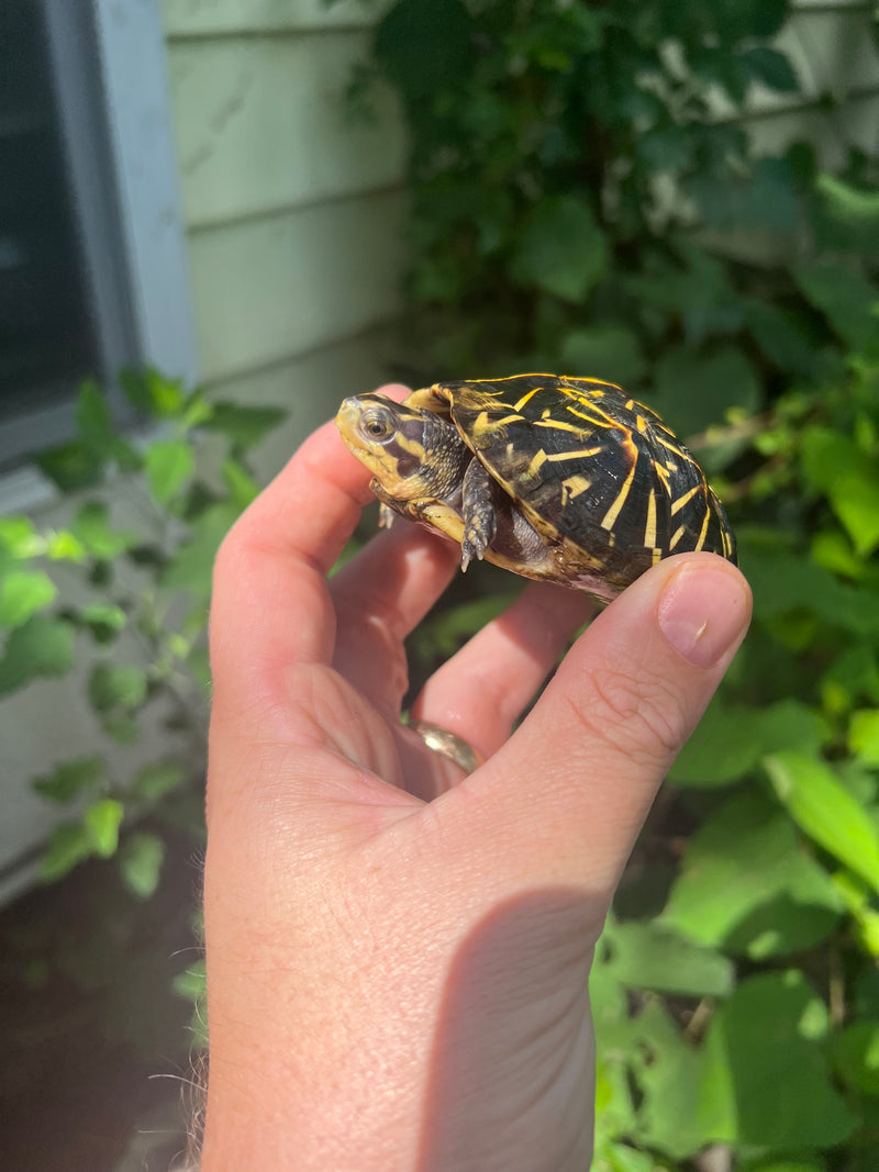 Florida Box Turtle 2021 Female