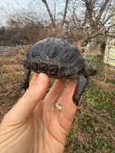 Aldabra Tortoise USA CB 2025