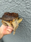 Hypomelanistic Common Snapping Turtle 2024