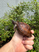 Spiny Hill Turtle CB 2025