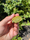 Mitch Clown Red Eared Slider Turtle