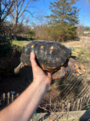 Barbados Red Foot Tortoise Adult Pair