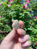 Albino Florida Snapping Turtle 2026