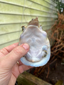 Malayan Red Softshell Baby USA CB