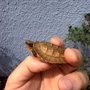 Vietnamese Three-striped Box Turtle