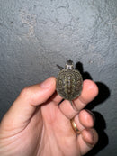 Hi White Concentric Diamondback Terrapin 2024