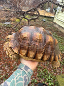 African Spurred Tortoise (13-14 inch) Female