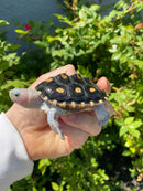 Ornate Diamondback Terrapin Female