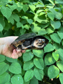 Black Marsh Turtle Adult Pair