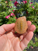 Hypo Peach Geoffroy's Sideneck Turtle