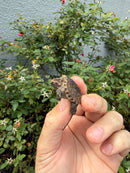 Hypomelanistic Common Snapping Turtle 2026