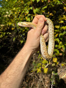 Hypo Burmese Python Female
