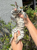 Blue Tegu Adult Female Breeder