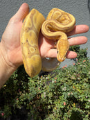 Banana Ball Python Mixed Morph Female