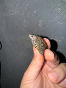 Hi White Concentric Diamondback Terrapin 2024