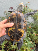 Adult Mississippi Diamondback Terrapin Female