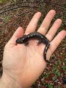 Spotted Salamanders (Ambystoma maculatum)