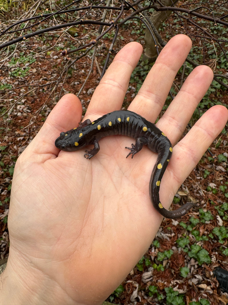 Spotted Salamanders (Ambystoma maculatum)