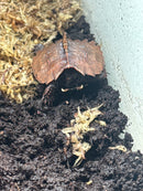 Hi Orange Vietnamese Black Breasted Leaf Turtle Baby 2025