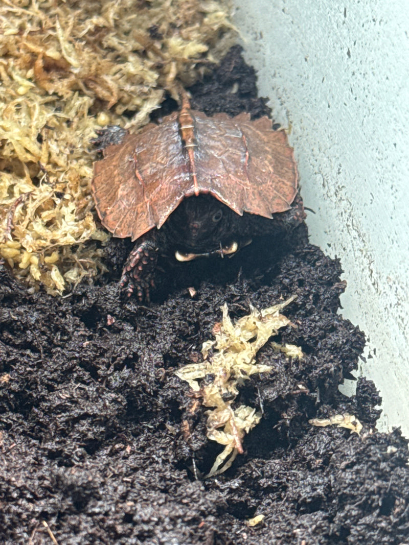 Hi Orange Vietnamese Black Breasted Leaf Turtle Baby 2025
