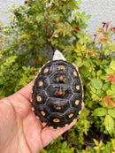 Ornate Diamondback Terrapin Female
