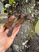 Spiny Hill Turtle CB 2024