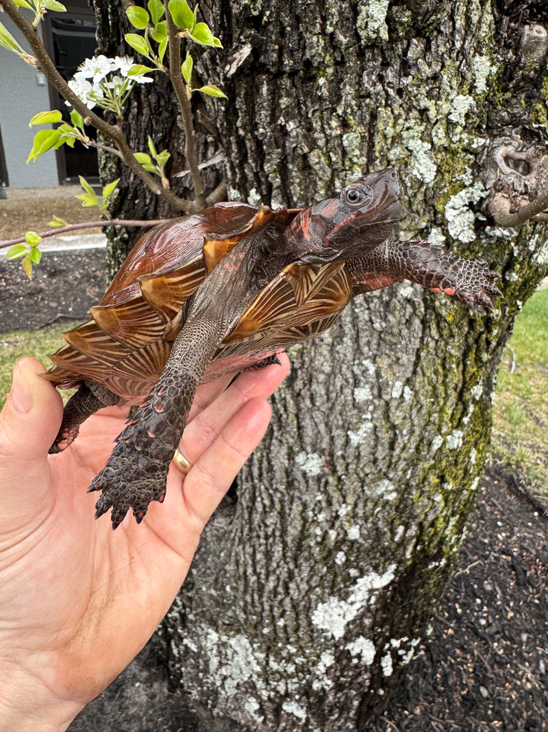 Spiny Hill Turtles For Sale | American Reptile Distributors